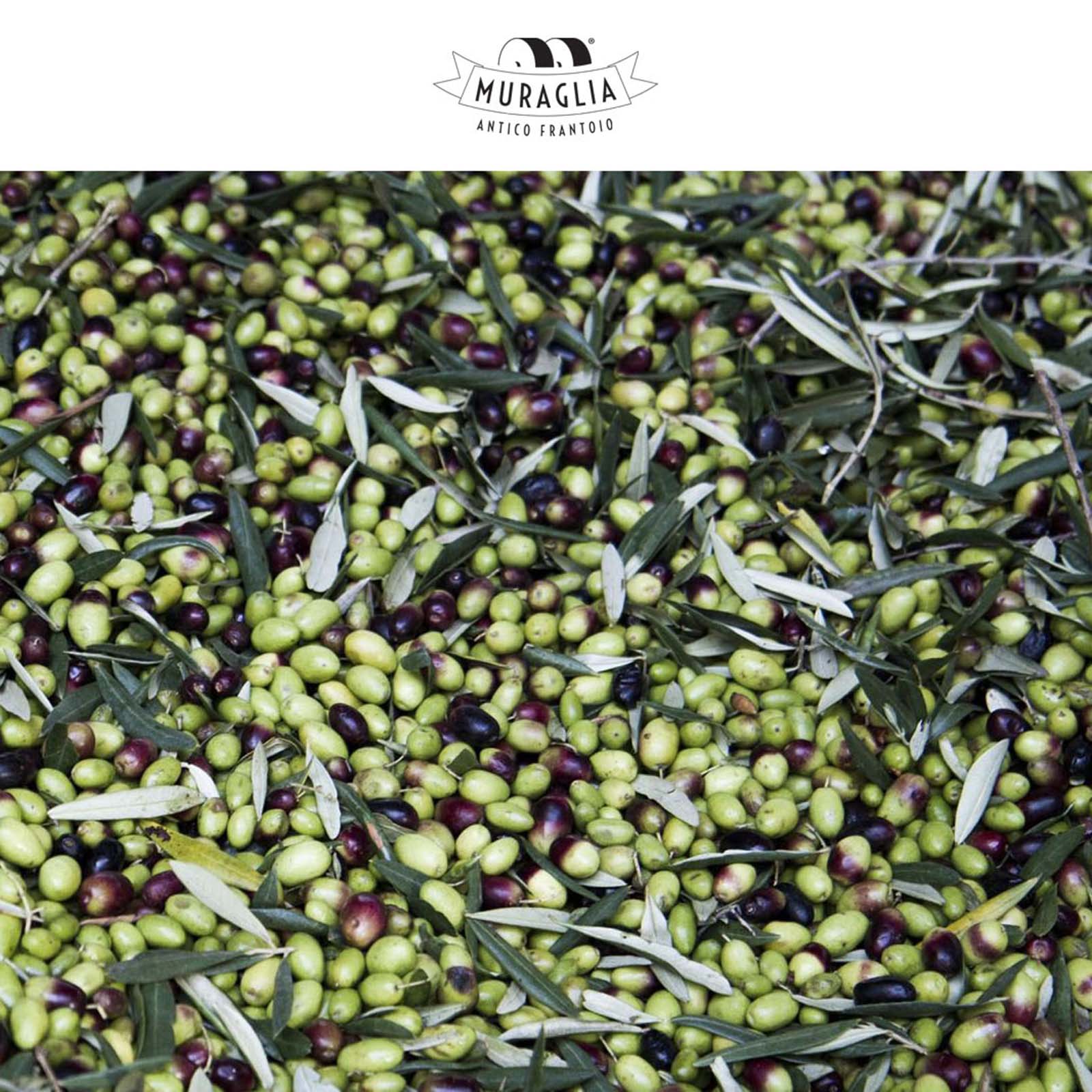 3 L Olivenöl Extra Vergine 2025 Fruttato Intenso Bag in Box
