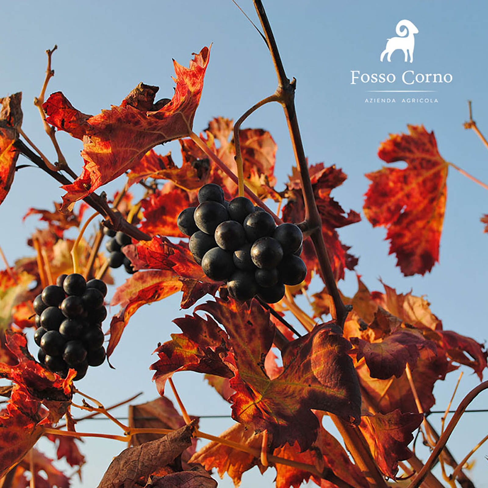 Rosato 2024 Orsus